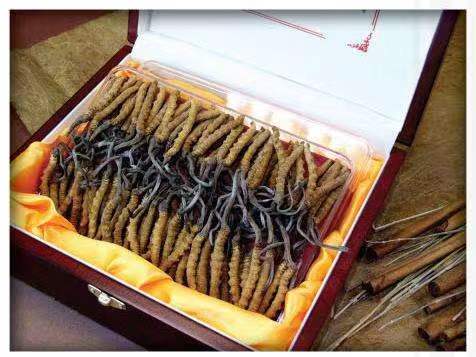 港南冬虫夏草回收